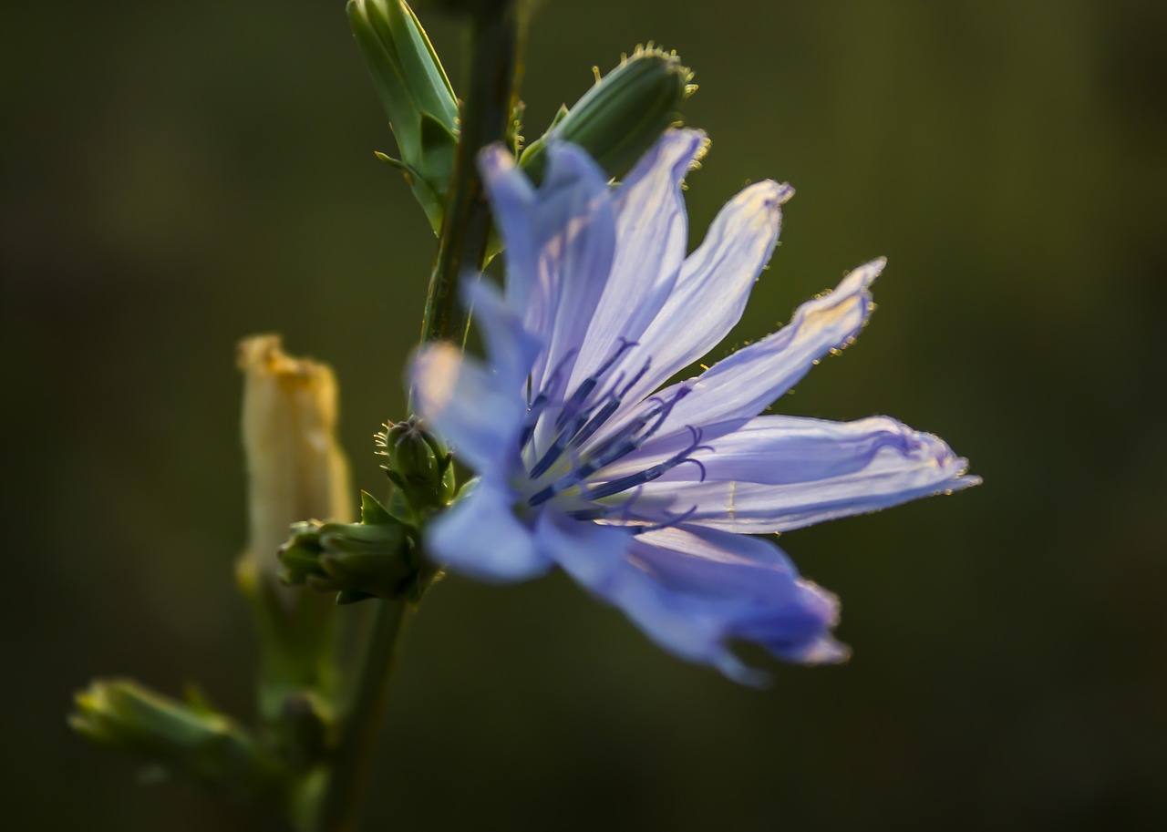 Gėlės, Gamta, Vasara, Violetinė, Purpurinė Gėlė, Nemokamos Nuotraukos,  Nemokama Licenzija