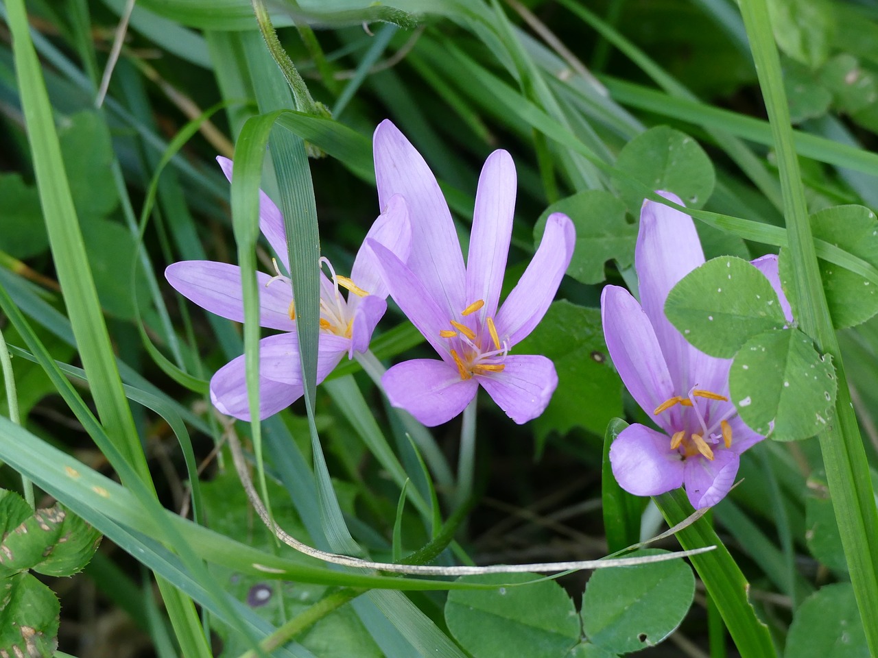 Gėlės, Žolė, Pieva, Žiedas, Žydėti, Žolės, Violetinė, Mėlynas, Violetinė, Aštraus Gėlė