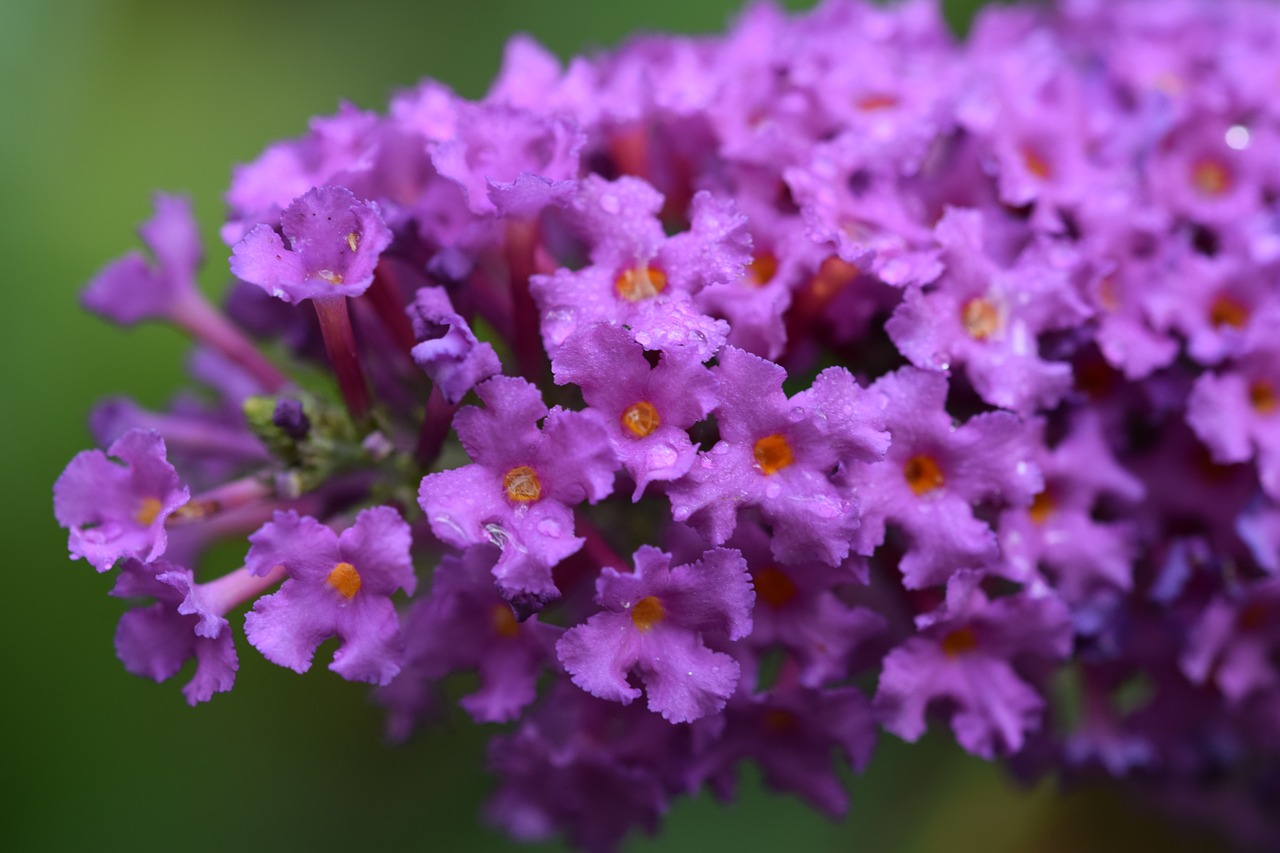 Gėlės, Violetinė, Makro, Žiedas, Žydėti, Gamta, Augalas, Uždaryti, Nemokamos Nuotraukos,  Nemokama Licenzija