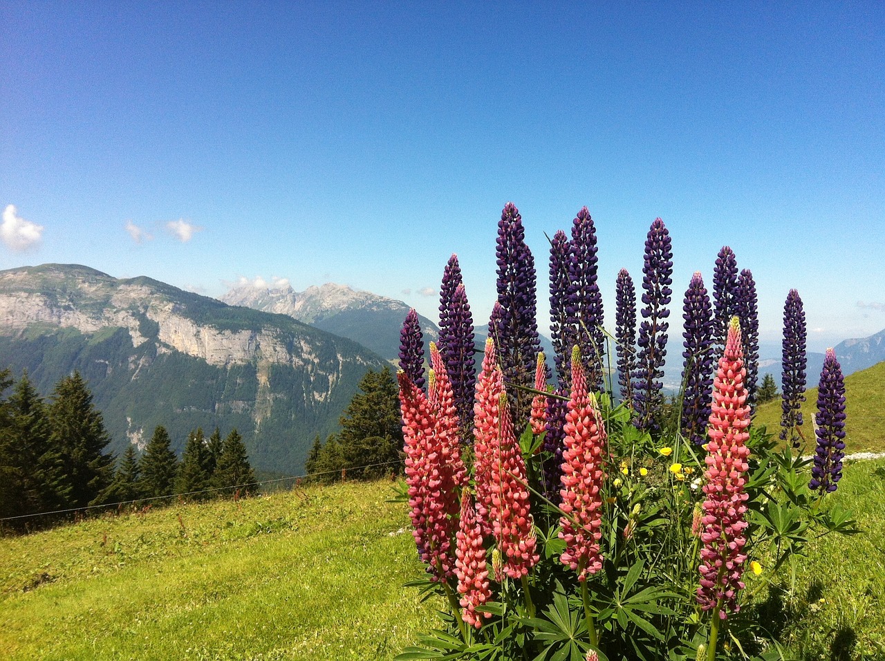 Gėlės, Haute-Savoie, Alpės, Laukiniai Lubinai, Nemokamos Nuotraukos,  Nemokama Licenzija