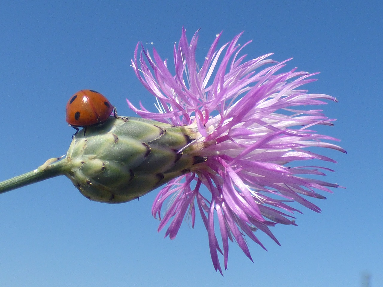 Gėlės, Boružė, Vabzdžiai, Violetinė, Gėlė, Budas, Vabzdys, Gamta, Nemokamos Nuotraukos,  Nemokama Licenzija