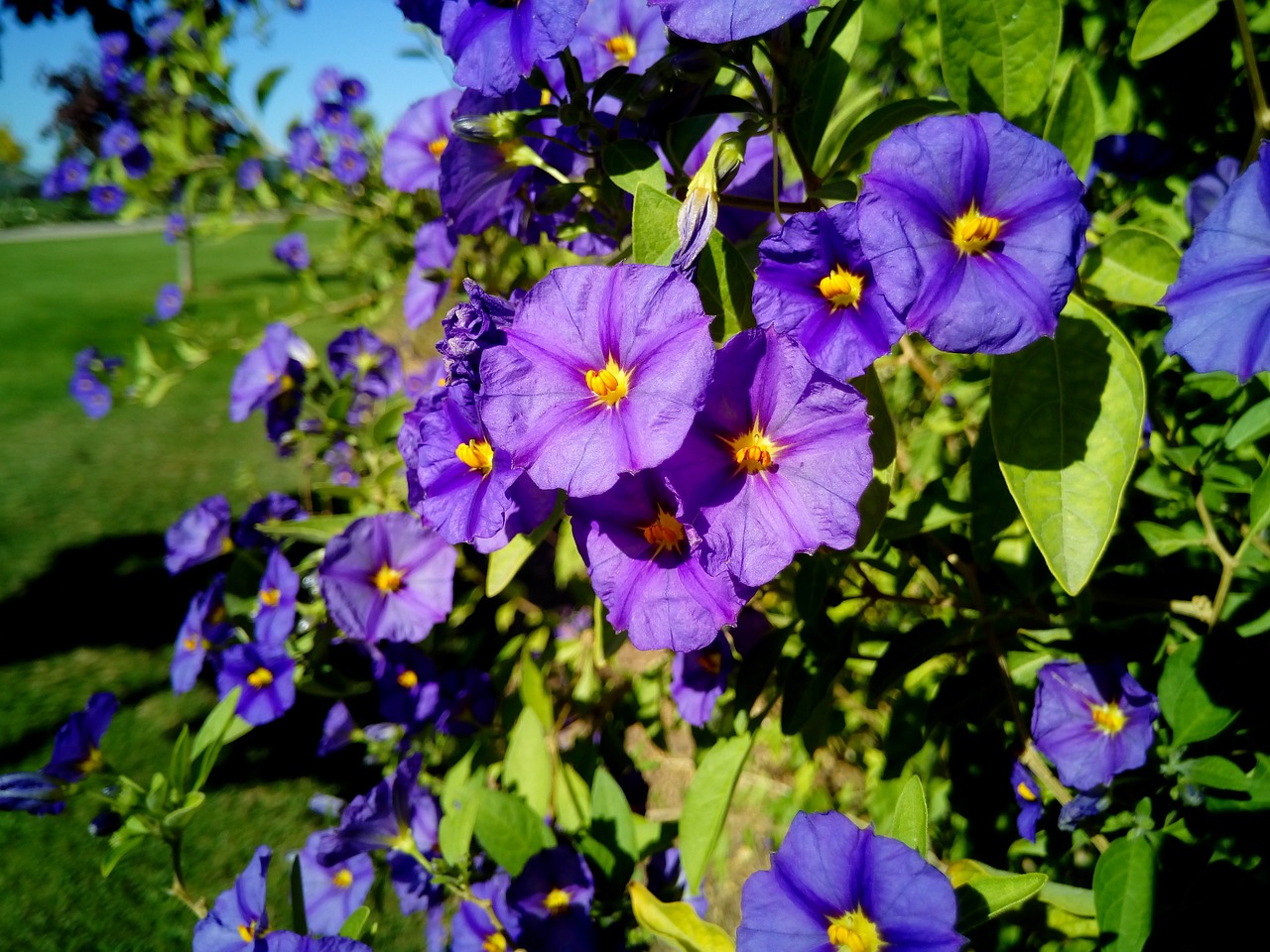 Gėlės, Violetinė, Kraštovaizdis, Parkas, Sodas, Gamta, Gėlė, Grožis, Pavasaris, Botanika