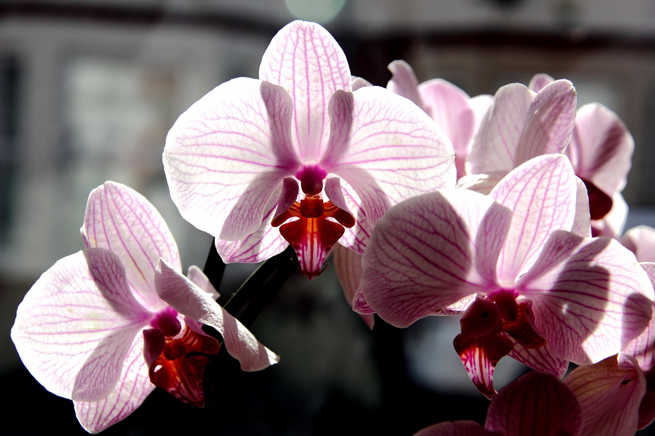 Phalaenopsis Orchidėja, Orchidėja, Gėlės, Rožinis, Rožinės Gėlės, Gamta, Gėlių, Augalas, Pavasaris, Žiedas