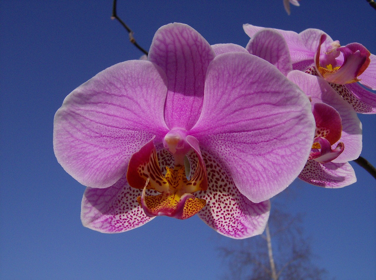 Gėlės, Orchidėja, Žiedas, Žydėti, Augalas, Balta Violetinė, Dangus, Uždaryti, Violetinė, Gėlių Sodas