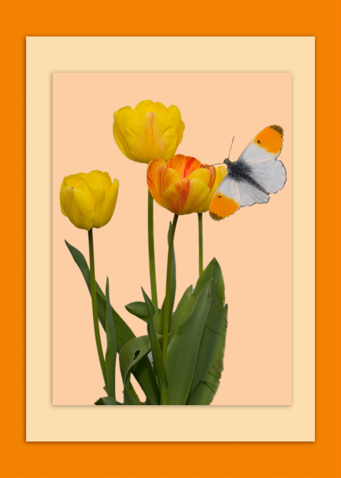Tulpė,  Tulpės,  Drugelis,  Gėlė,  Gėlės,  Gėlių,  Gražus,  Oranžinė,  Oranžinė & Nbsp,  Patarimas