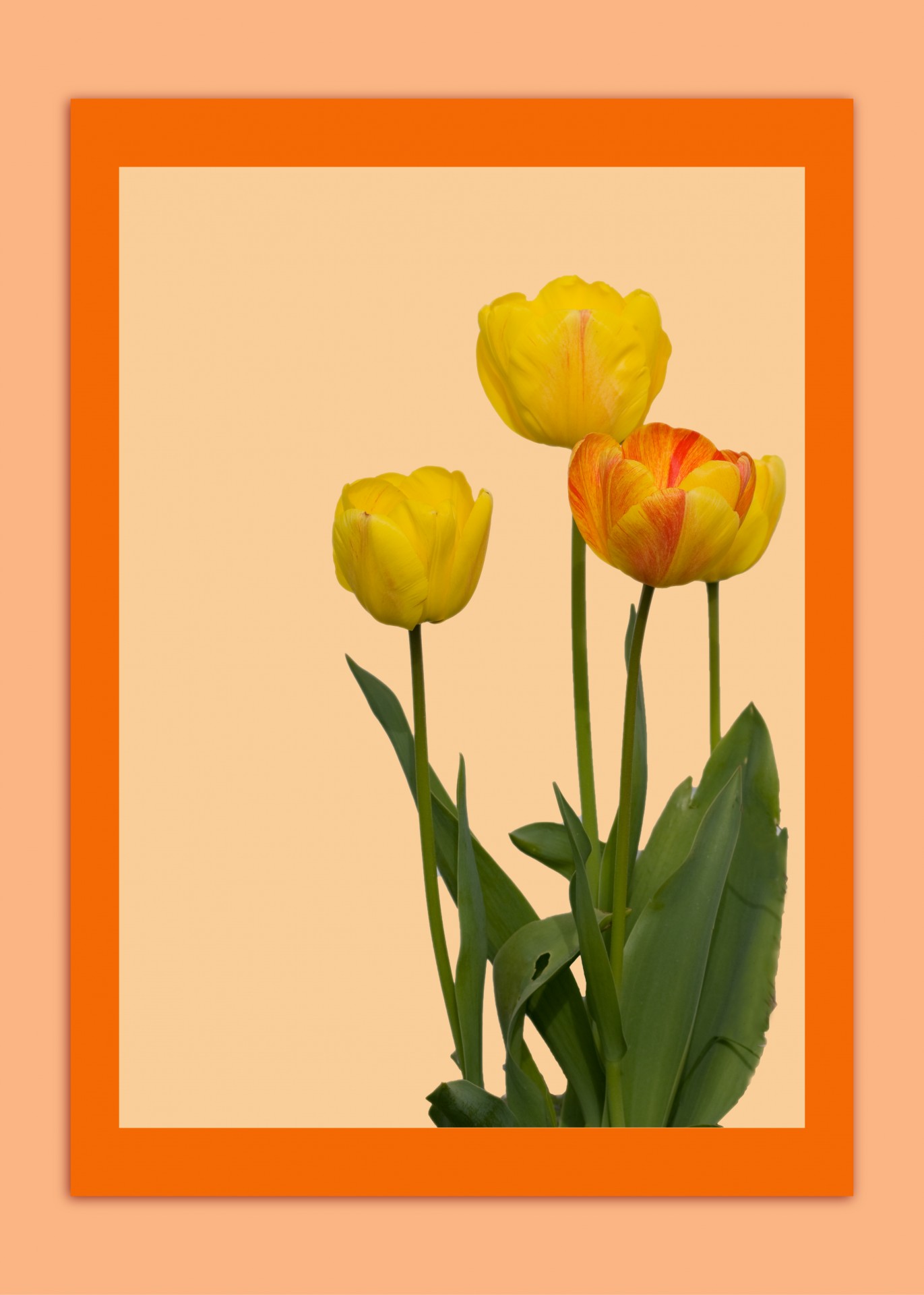 Tulpė,  Tulpės,  Geltona,  Oranžinė,  Gėlė,  Gėlės,  Kortelė,  Šablonas,  Sveikinimas & Nbsp,  Kortelė