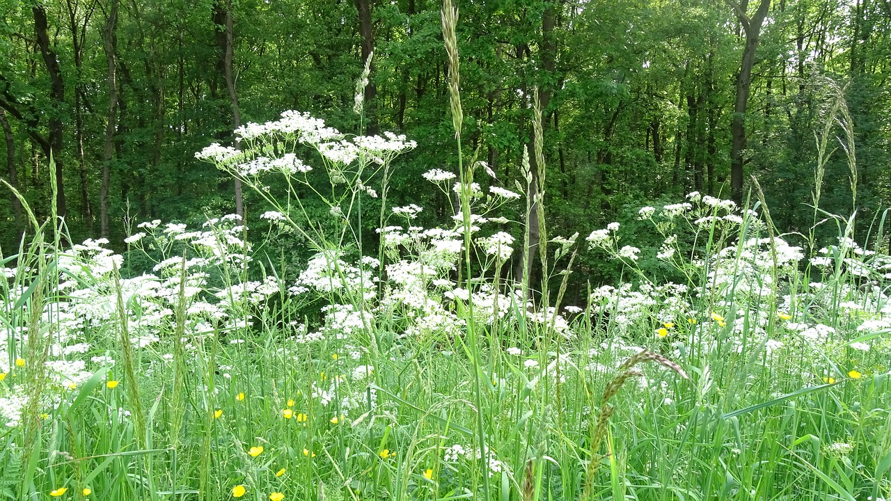 Gėlių Laukas, Gamta, Gėlės, Kraštovaizdis, Augalai, Nyderlandai, Žydėti, Ganykla, Nemokamos Nuotraukos,  Nemokama Licenzija