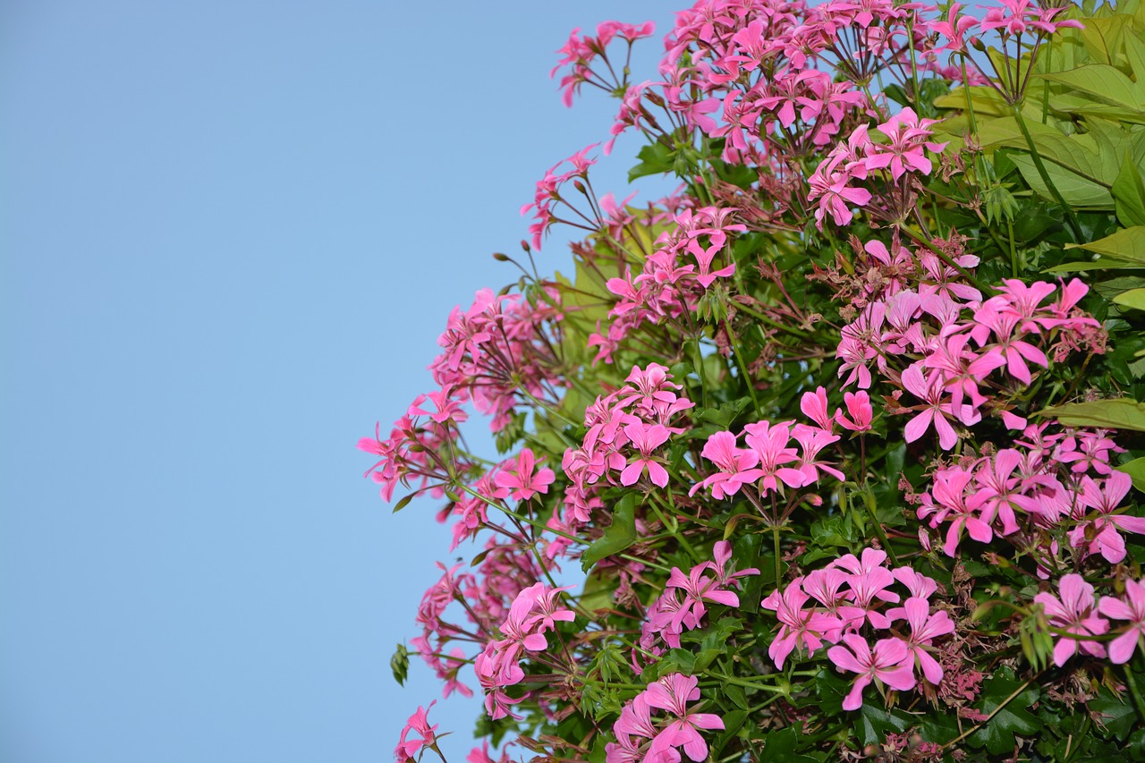 Gėlės Geranium Simple, Rožinis, Gamta, Vasaros Gėlės, Spalva Rožinė, Botanika, Augalas, Puodą, Jardiniere, Mėlynas Dangus