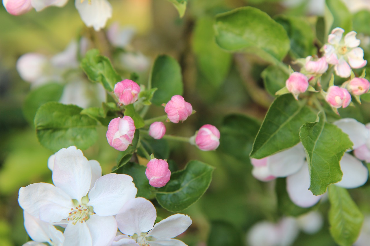 Gėlės Obelis,  Apple Tree Gėlės,  Obuolys, Nemokamos Nuotraukos,  Nemokama Licenzija