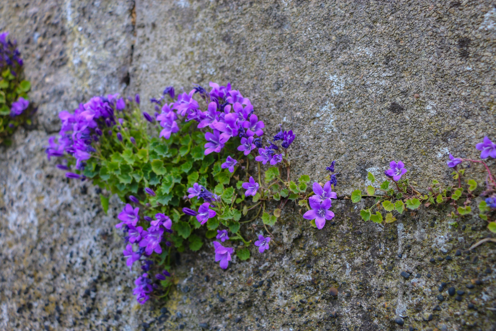 Violetinė,  Gėlės,  Sodas,  Airija,  Smaragdas & Nbsp,  Isle,  Gėlių Ireland, Nemokamos Nuotraukos,  Nemokama Licenzija