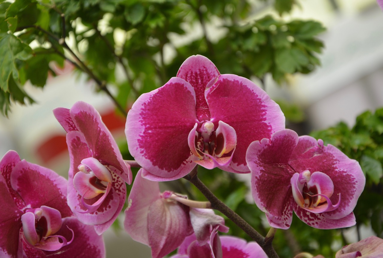 Gėlės Orchidėjos,  Orchidėjos Raudonos,  Dekoratyviniai Gėlės,  Pobūdį,  Pasiūlyti,  Žydėjimo,  Augalų,  Apdaila,  Gėlės Orchidėjų,  Gėlė Orchidėja