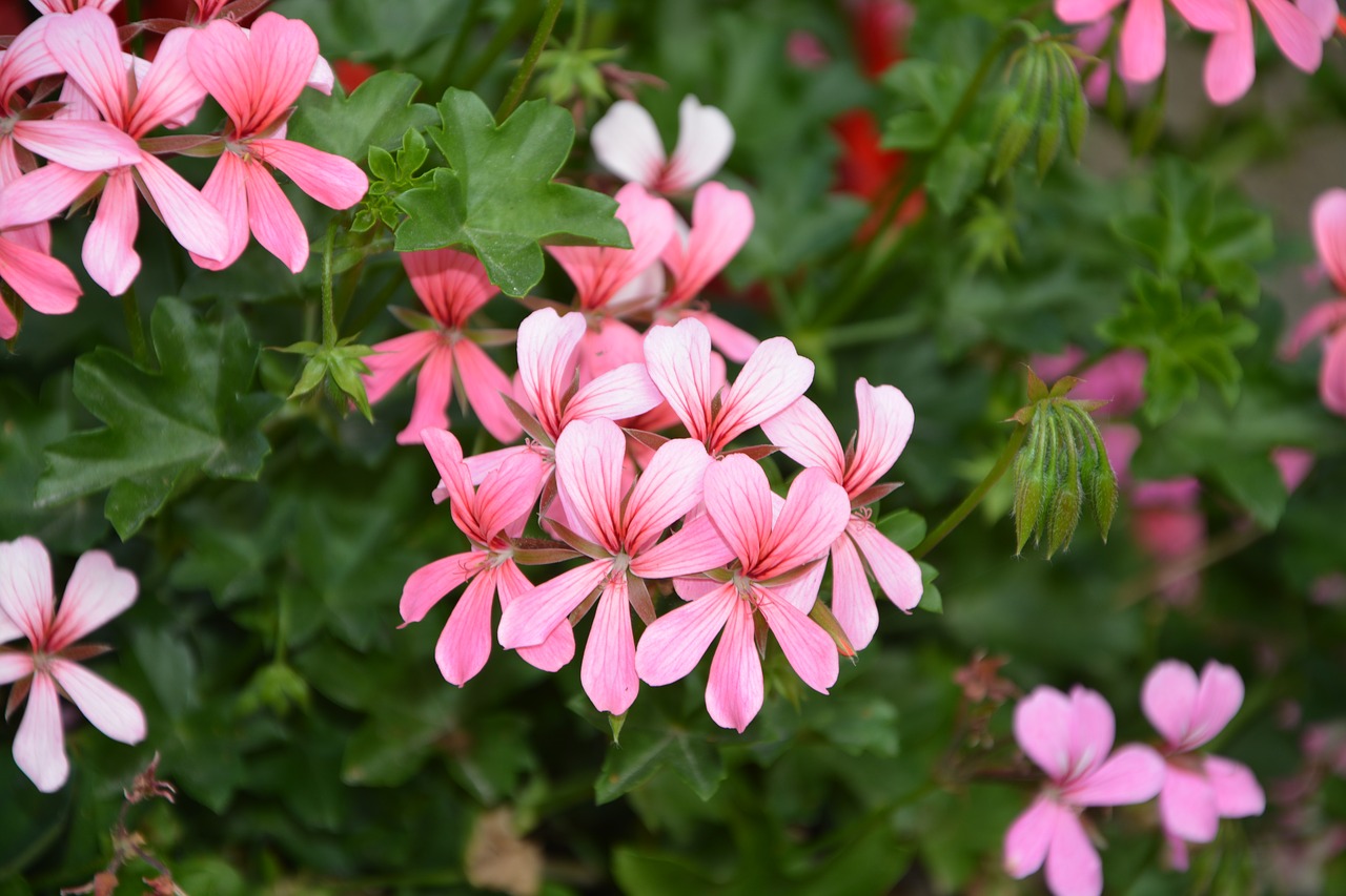 Gėlės Rožinė Spalva, Geranium Rožinė Balta, Augalas, Jardiniere, Nemokamos Nuotraukos,  Nemokama Licenzija