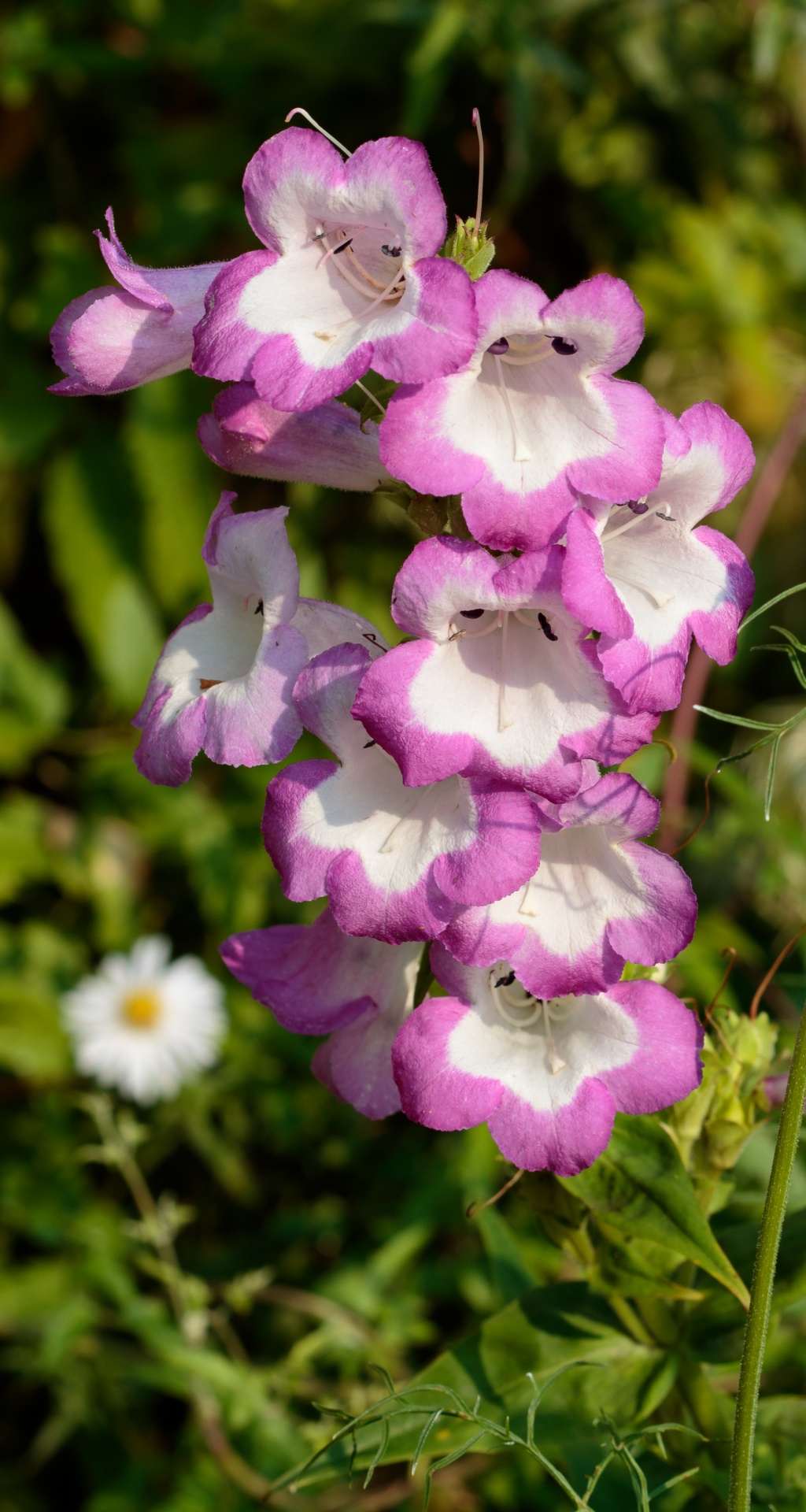 Gėlės,  Penstemon,  Barzdos & Nbsp,  Liežuvis,  Balta,  Violetinė,  Levanda,  Punk,  Graži,  Varpas