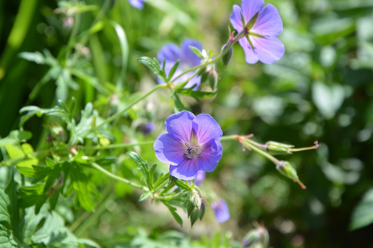 Gėlės Violetinė, Violetinė, Gėlės, Gamta, Augalas, Laukinės Gėlės, Žiedlapiai, Žydėjimas, Nemokamos Nuotraukos,  Nemokama Licenzija