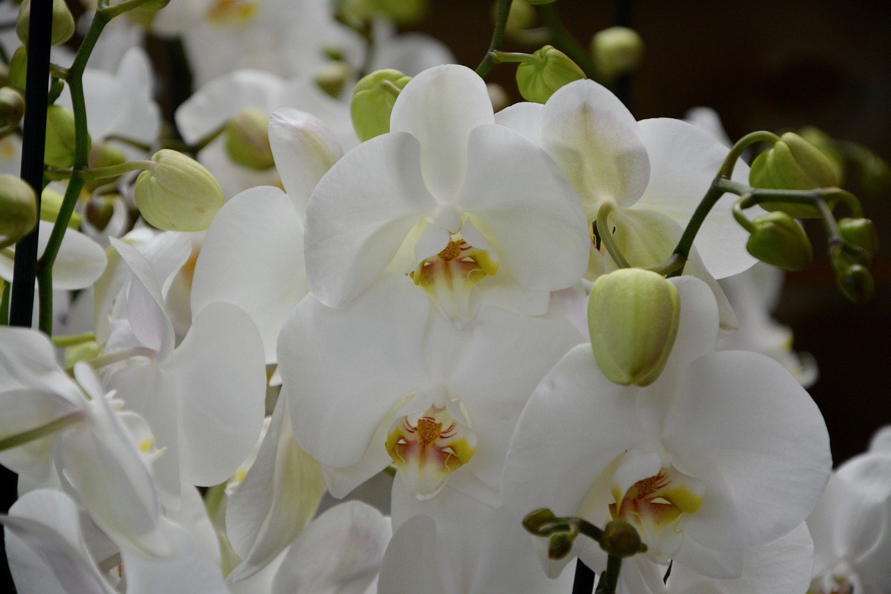 Gėlės Balta Orchidėja, Gamta, Apdaila, Dovanos, Žydėjimas, Flora, Egzotiškas, Pasiūlymas, Orchidaceae, Augalas