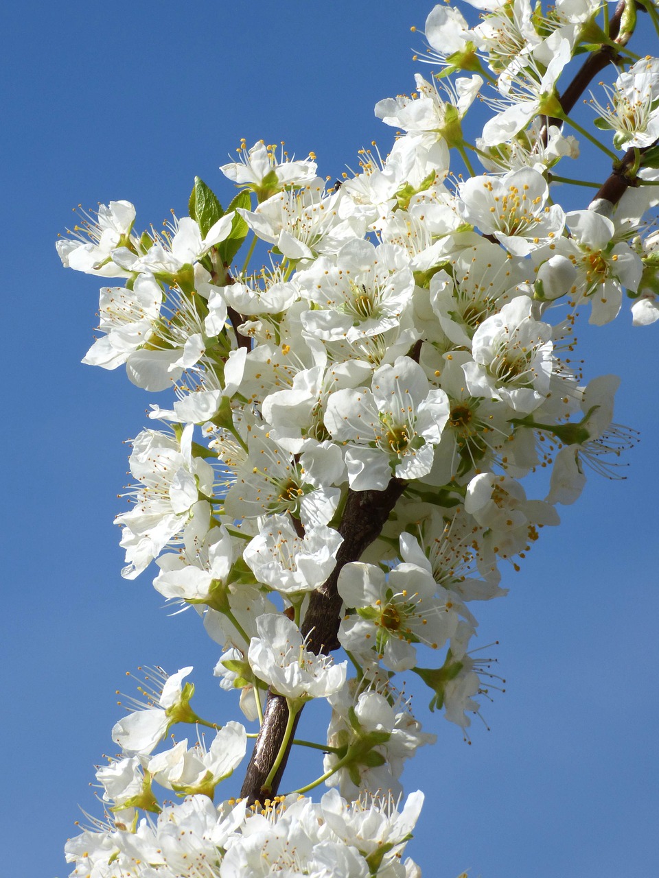 Gėlių Šaka, Slyva, Gėlės, Slyvos Žiedas, Flora, Pavasaris, Nemokamos Nuotraukos,  Nemokama Licenzija