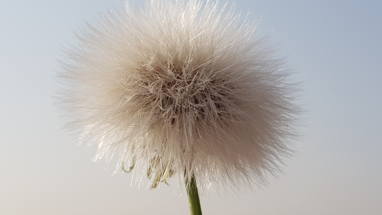 Purus,  Taraxacum,  Gamta,  Augalas,  Lauke,  Vasara,  Gėlė,  Saulės Šviesa,  Be Honoraro Mokesčio, Nemokamos Nuotraukos