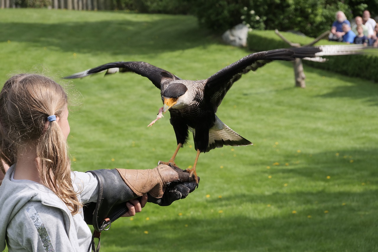 Flugshow,  Caracara,  Caracara,  Laukinių Paukščių,  Paukščiai,  Mergina, Nemokamos Nuotraukos,  Nemokama Licenzija