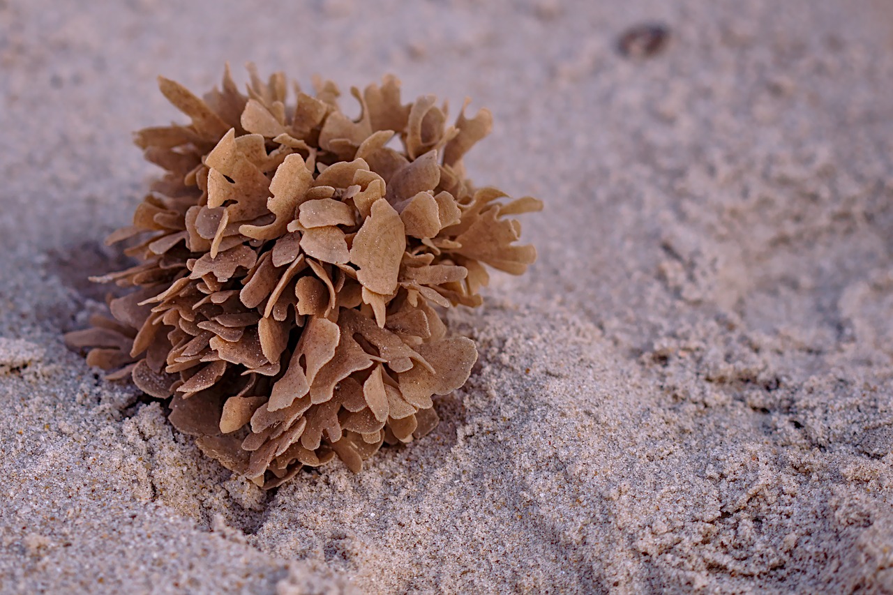 Flustra Foliacea,  Uniqueness,  Šiaurės Jūra,  Pobūdį,  Papludimys,  Grearter Hornwrack, Nemokamos Nuotraukos,  Nemokama Licenzija