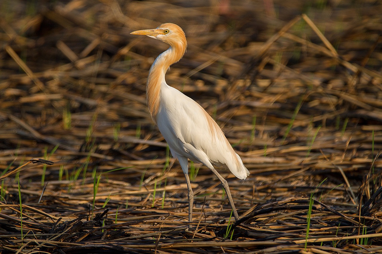 Paukščiai, Asian Openbill, Vole, Bitternas, Balta, Phatthalung, Mažiau Jūros, Lempa, Evakuotis, Lagūnas