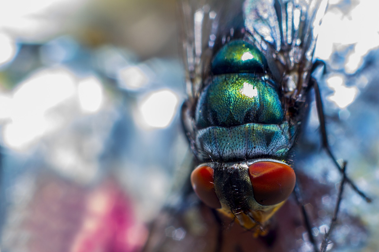 Skristi, Makro, Makro Nuotrauka, Makrofotografija, Nemokamos Nuotraukos,  Nemokama Licenzija