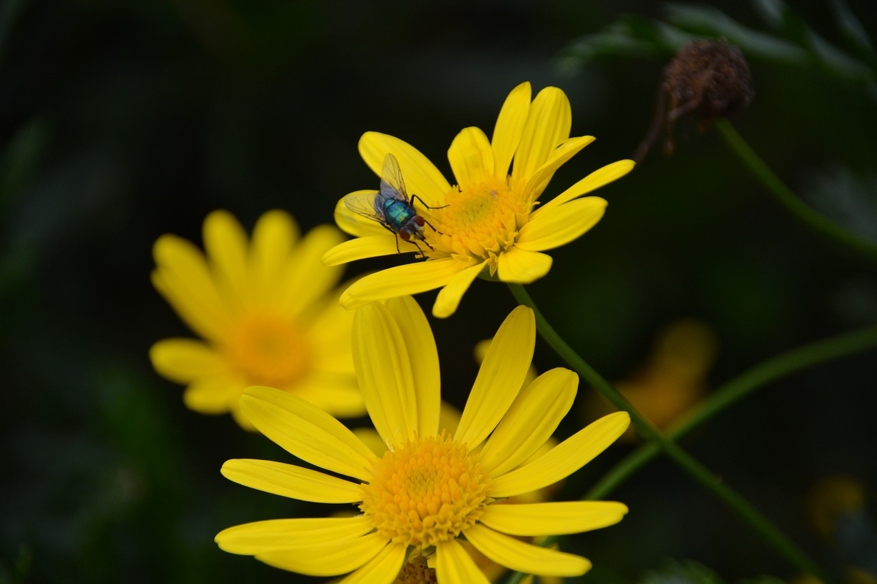 Skristi, Gėlė, Vabzdys, Gamta, Geltonos Gėlės, Flora, Botanika, Fauna, Nemokamos Nuotraukos,  Nemokama Licenzija