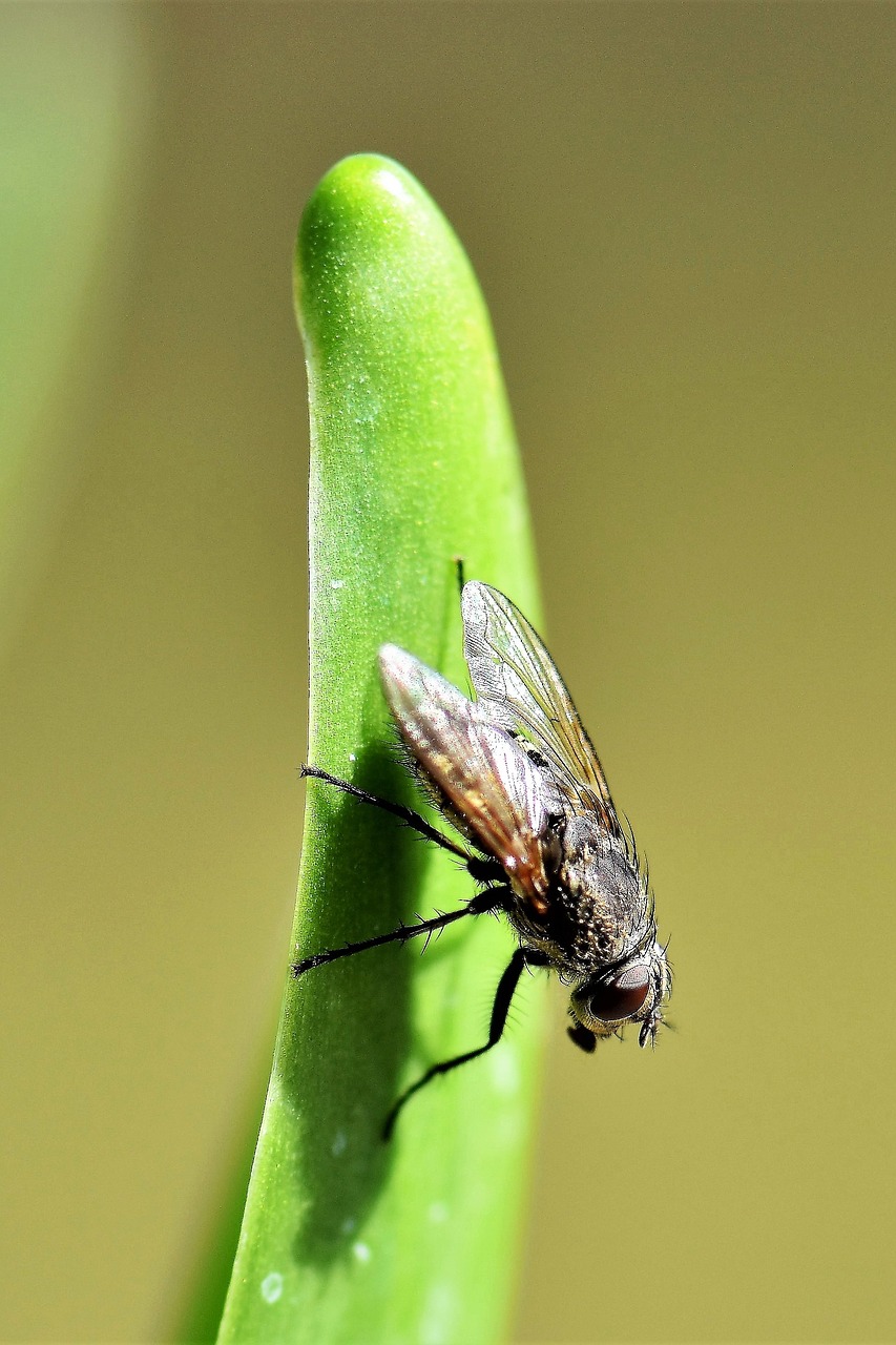 Skristi, Gyvūnas, Vabzdys, Sparnas, Gamta, Makro, Uždaryti, Nemokamos Nuotraukos,  Nemokama Licenzija