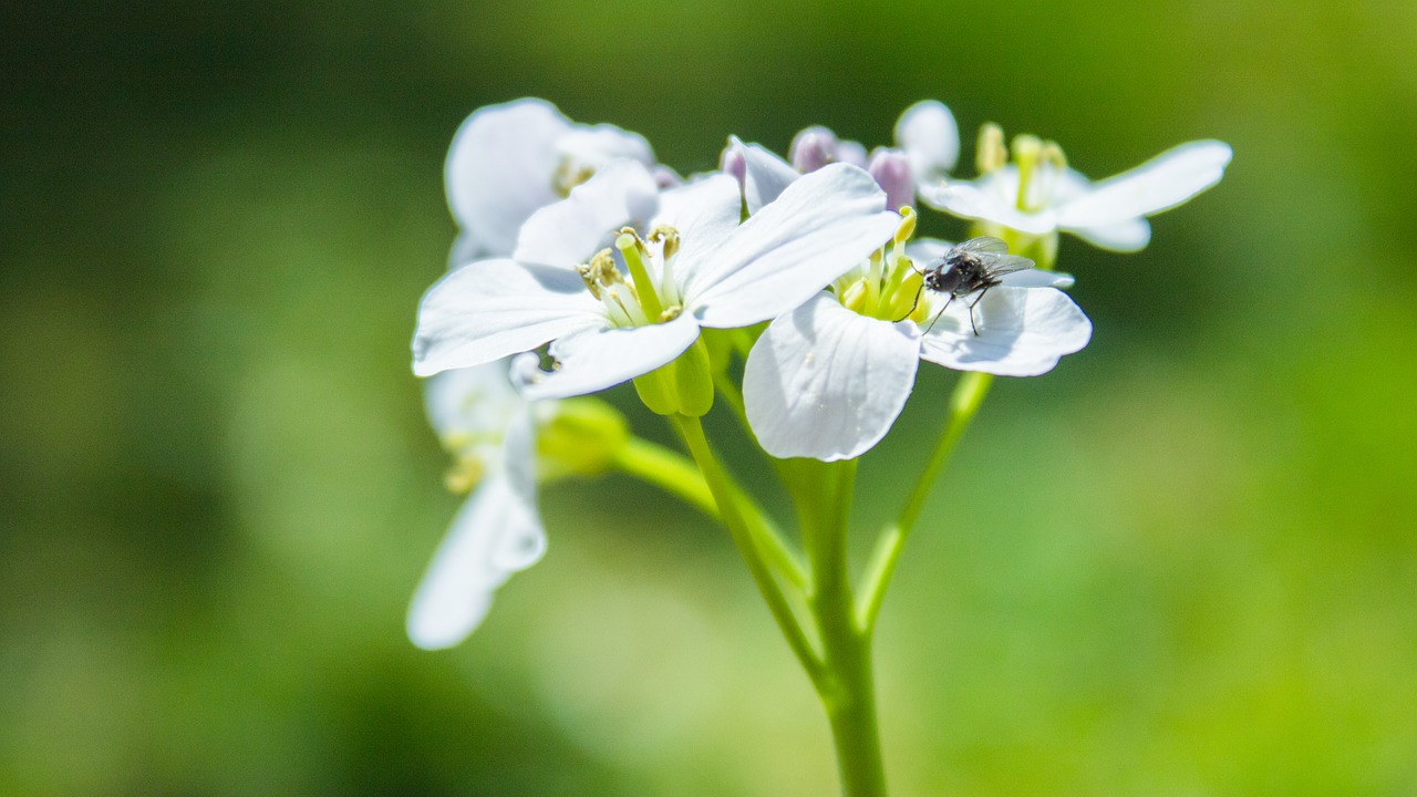 Skristi, Gėlė, Žalias, Uždaryti, Makro, Nemokamos Nuotraukos,  Nemokama Licenzija