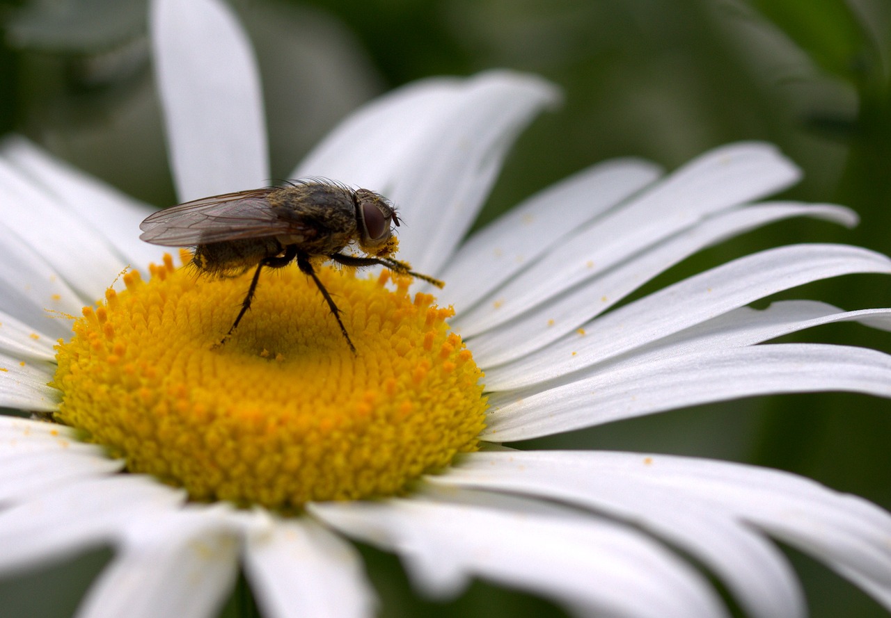 Skristi, Daisy, Žiedadulkės, Darbas, Insekta, Gamta, Gėlė, Balta, Nemokamos Nuotraukos,  Nemokama Licenzija