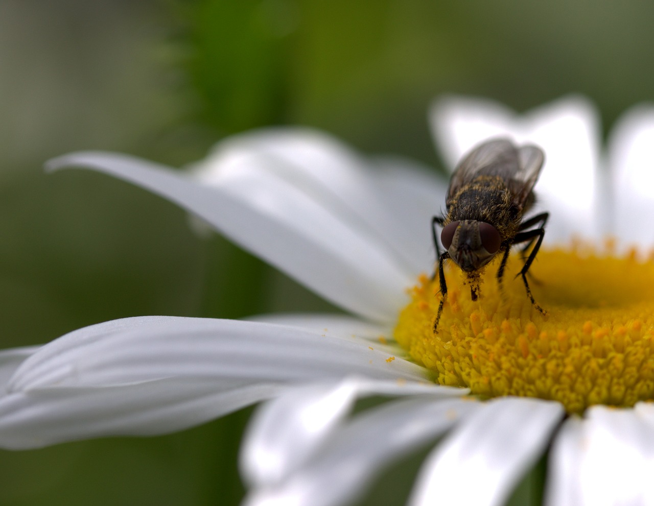 Skristi, Daisy, Žiedadulkės, Darbas, Insekta, Gamta, Gėlė, Balta, Nemokamos Nuotraukos,  Nemokama Licenzija