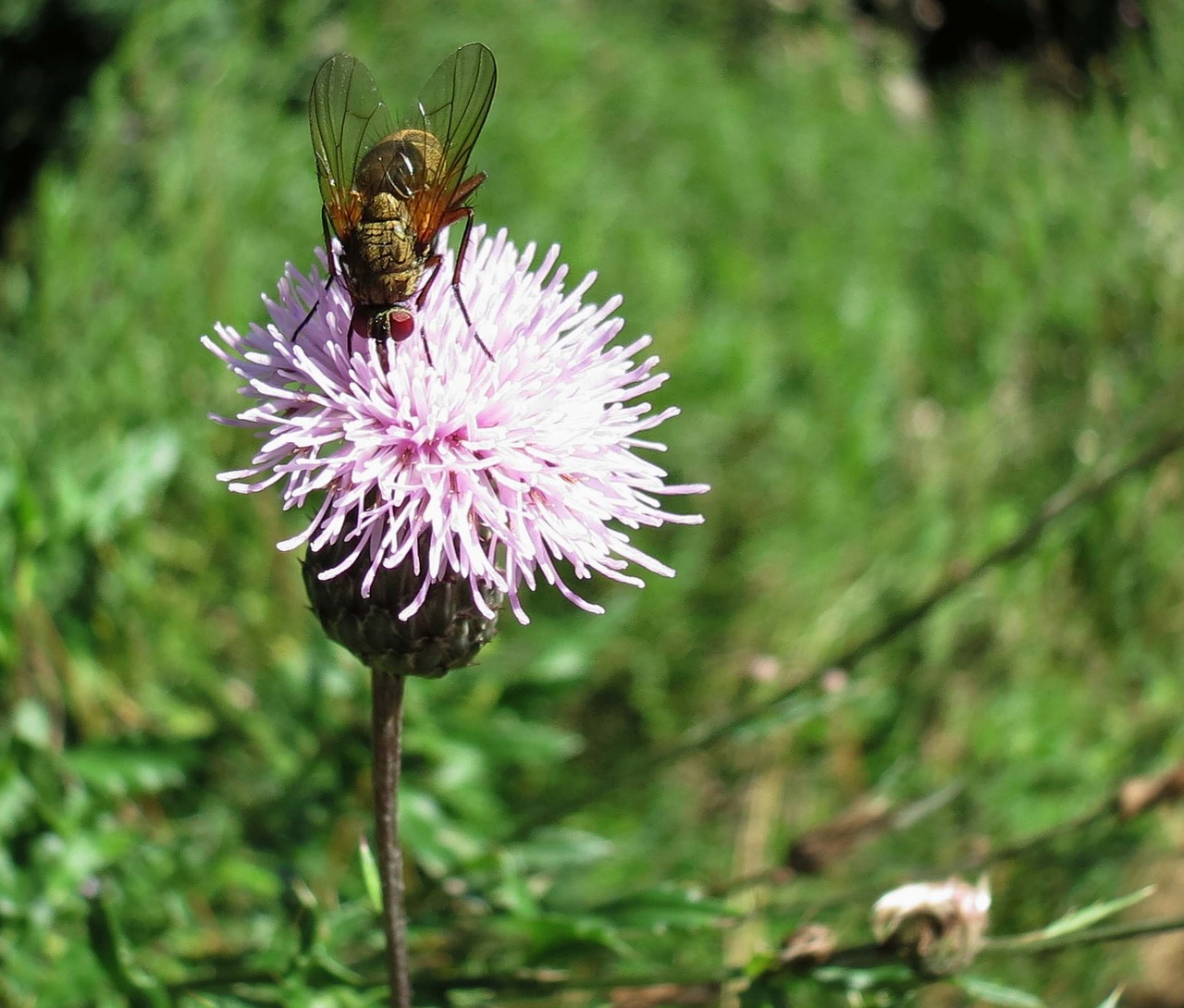 Skristi, Drakoninės Gėlės, Gamta, Žiedas, Žydėti, Violetinė Daržovių Gėlė, Drakonas, Vabzdys, Nemokamos Nuotraukos,  Nemokama Licenzija