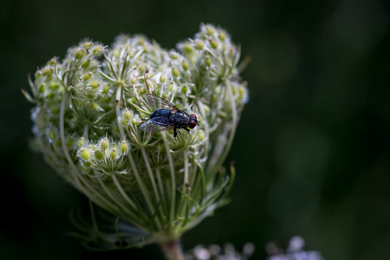 Skristi, Vabzdys, Makro, Gamta, Skrydžio Vabzdys, Sparnas, Gėlė, Uždaryti, Gėlės, Daucus Carota