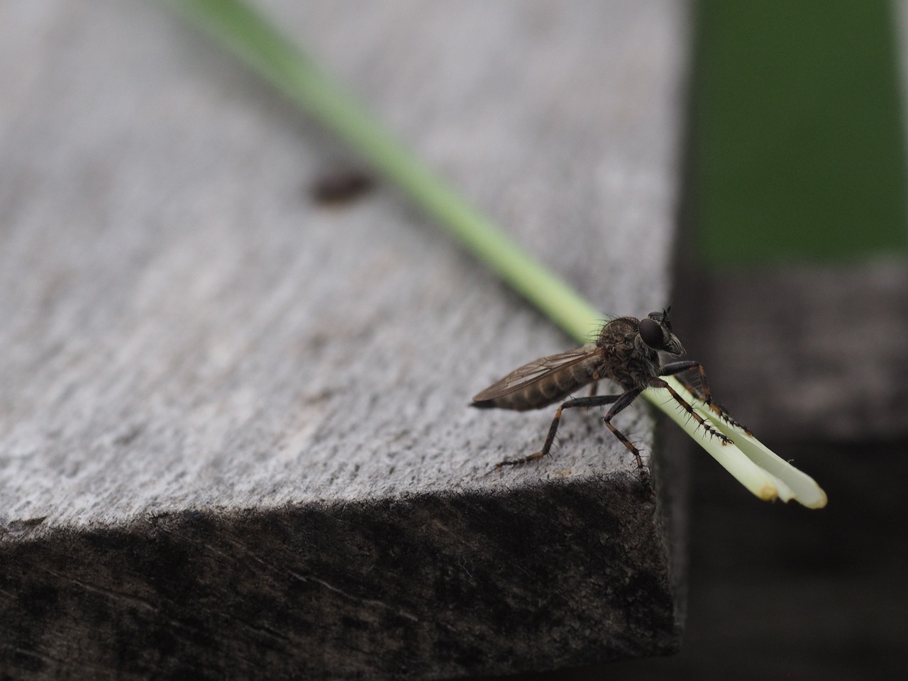 Skristi, Vabzdys, Makro, Gamta, Skrydžio Vabzdys, Gyvūnas, Uždaryti, Sodas, Fauna, Flora