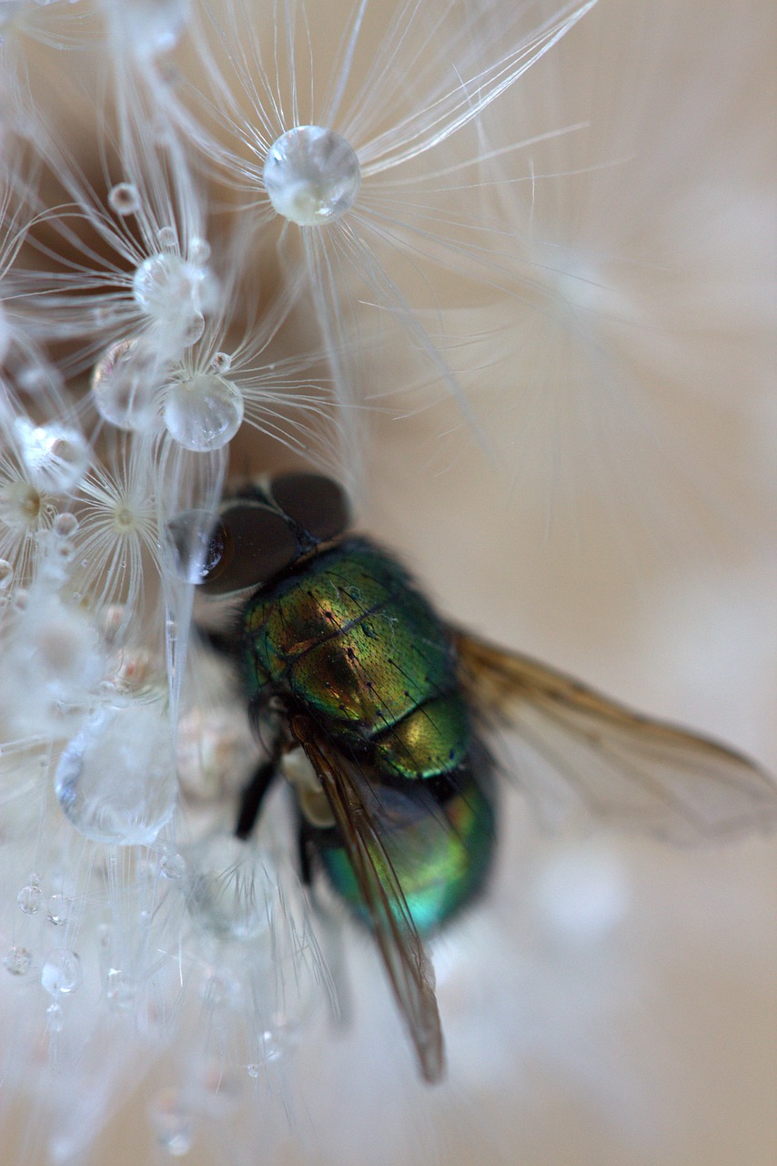 Skristi, Kiaulpienė, Lašai, Makro, Šlapias, Vanduo, Insekta, Nemokamos Nuotraukos,  Nemokama Licenzija