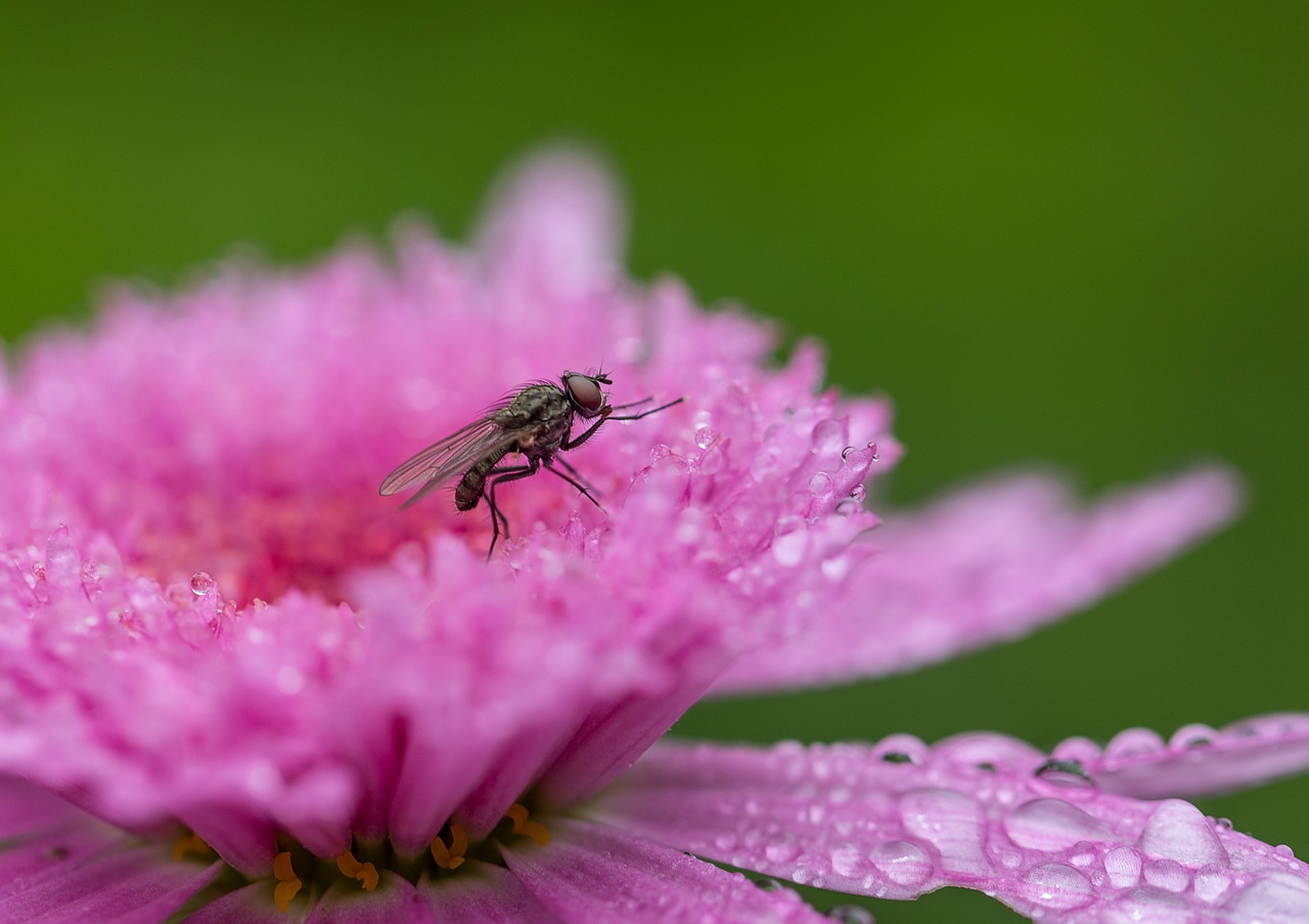 Skristi,  Rausvos Gėlės,  Sodas,  Makro,  Žydėjimo,  Pobūdį,  Lašai Vandens,  Lietus, Nemokamos Nuotraukos,  Nemokama Licenzija