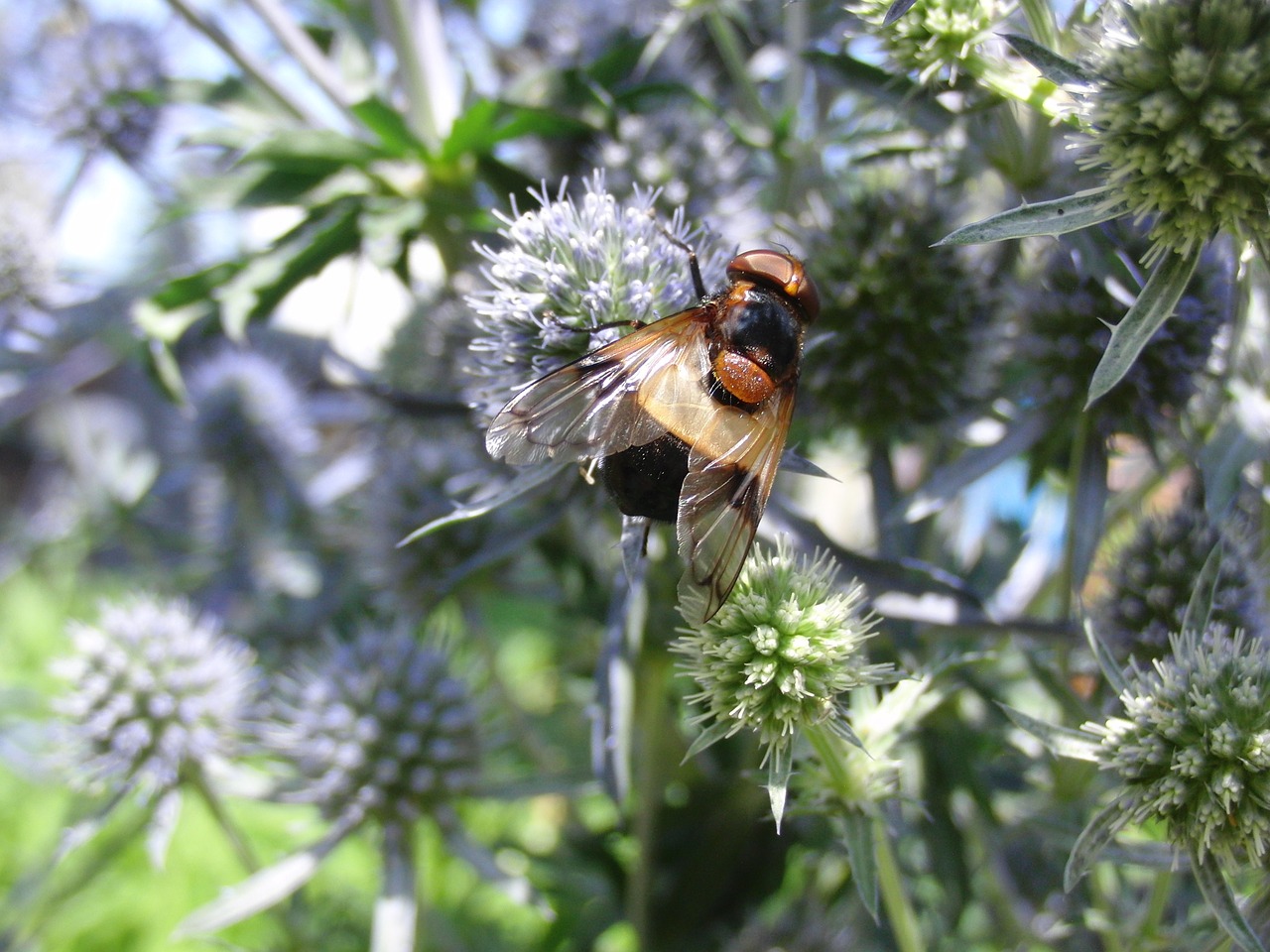 Skristi, Vabzdys, Skrydžio Vabzdys, Gyvūnas, Sparnas, Gamta, Vasara, Gyvūnų Pasaulis, Augalas, Flora