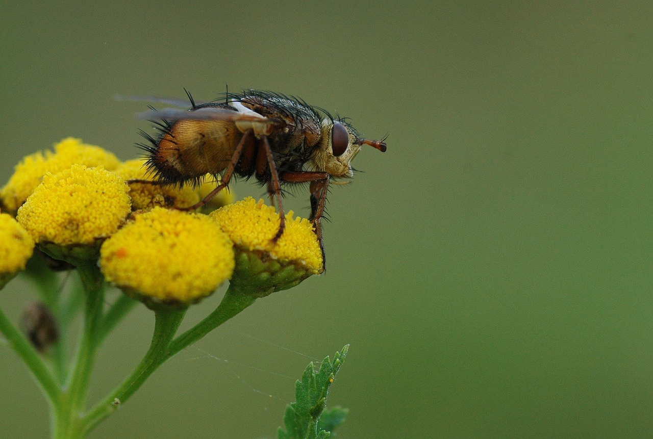 Skristi, Klaida, Makro, Negraži, Plaukuotas, Gėlė, Geltona, Gamta, Iš Arti, Tachinidae