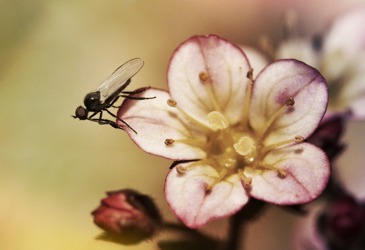 Skristi, Vabzdys, Žiedas, Žydėti, Uždaryti, Gyvūnas, Gėlė, Gėlių Makro, Vabzdžių Makro, Flora