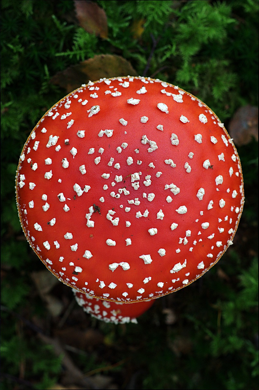 Skristi Agaro, Grybai, Ruduo, Amanita Muscaria, Raudona, Nemokamos Nuotraukos,  Nemokama Licenzija