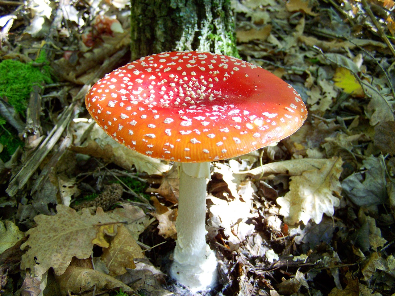 Fly-Agaric, Raudonasis Grybas, Gamta, Nemokamos Nuotraukos,  Nemokama Licenzija