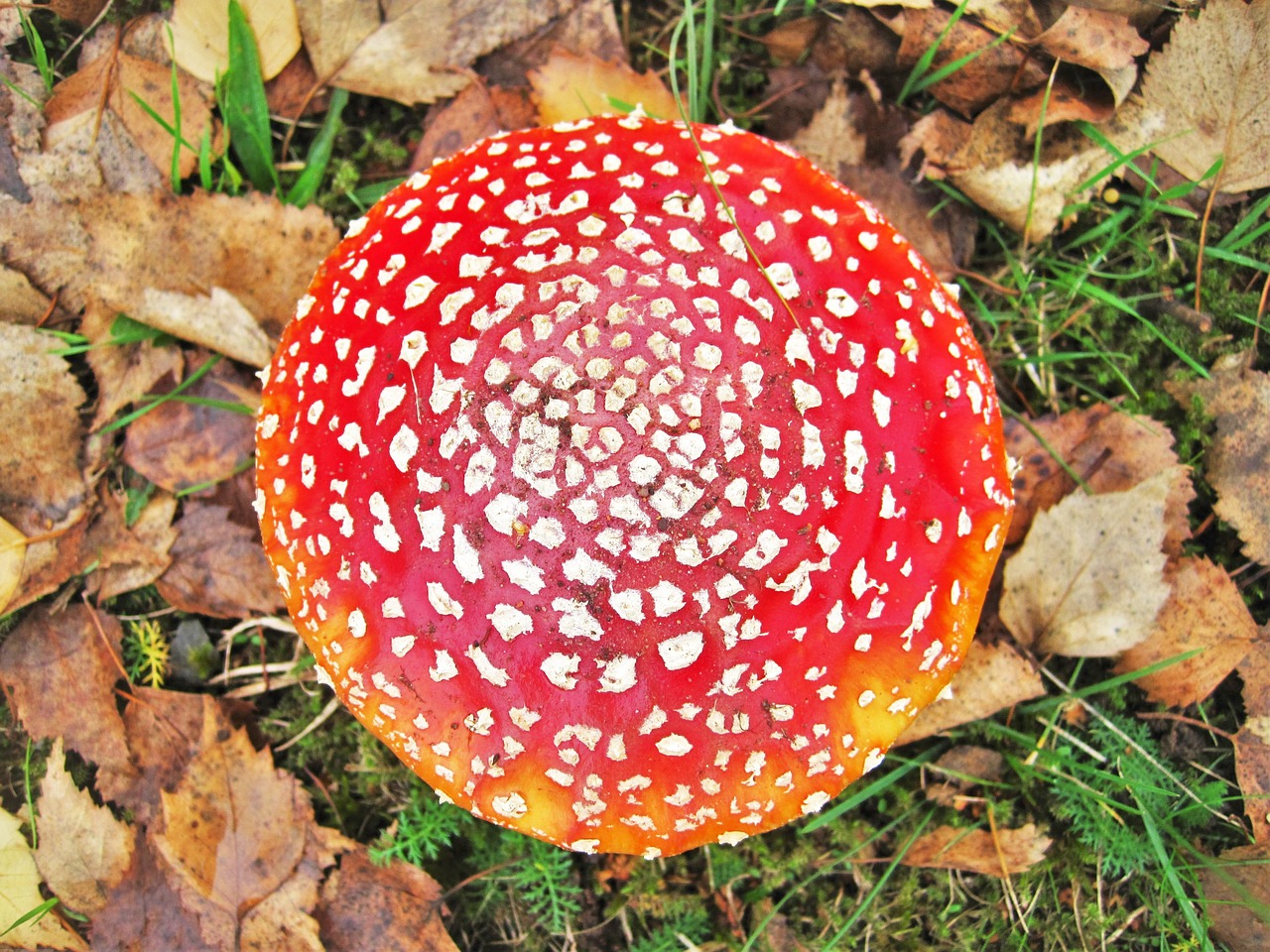 Skristi Agaro, Tampa Didesnis, Grybų Skrybėlę, Iš Viršaus, Laimingas Vaikinas, Amanita Muscaria, Grybelinės Rūšys, Raudona, Eglės, Grybai