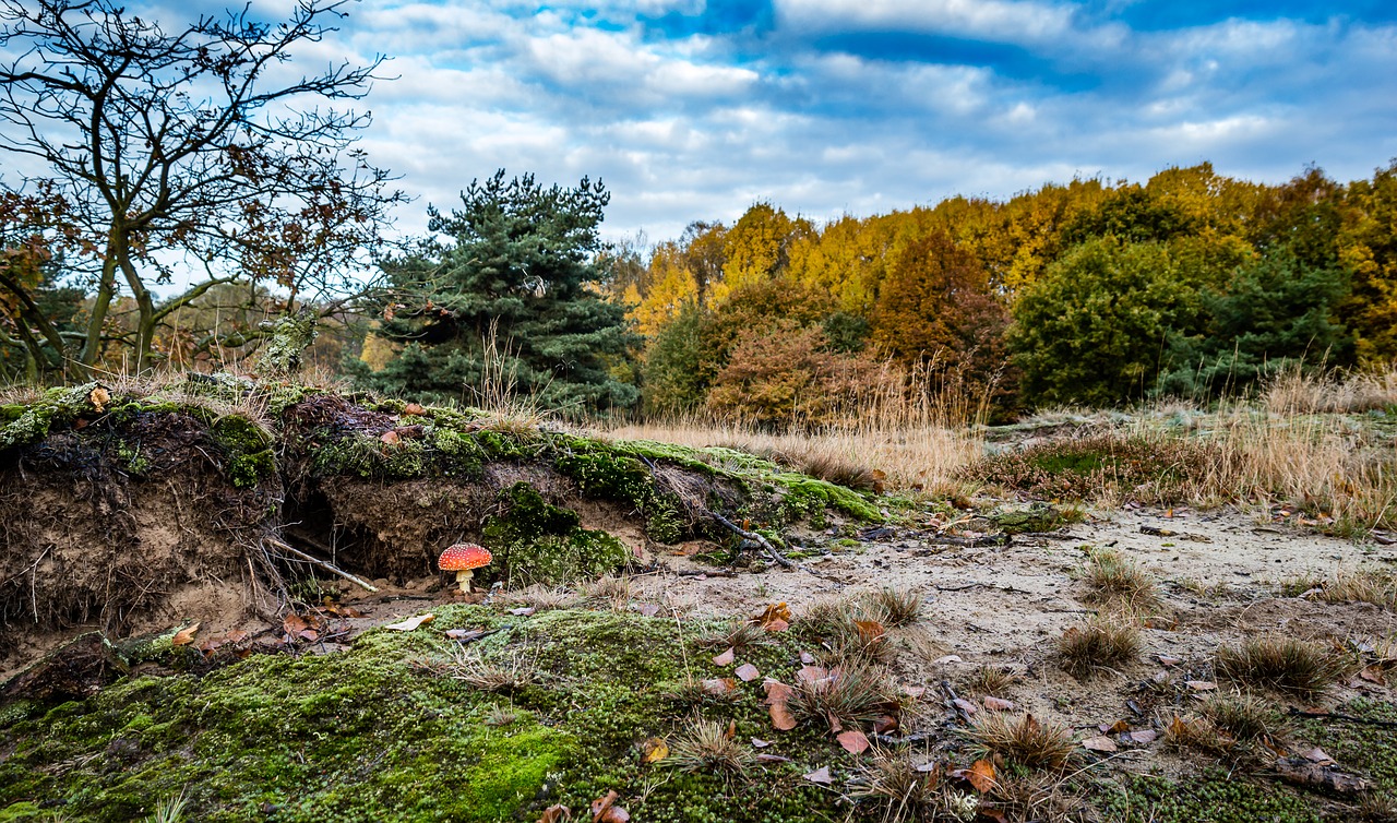 Skristi Agaro, Grybai, Toksiškas, Gamta, Ruduo, Miškas, Miško Grybai, Raudona, Raudonasis Agaro Grybas, Medžiai