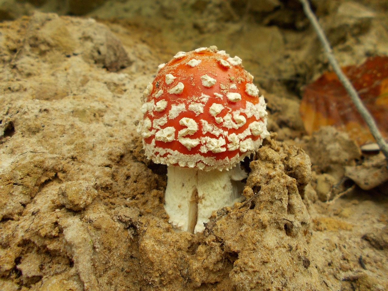 Skristi Agaro, Grybai, Amanita Muscaria, Toksiškas, Augalas, Nuodingas, Nemokamos Nuotraukos,  Nemokama Licenzija