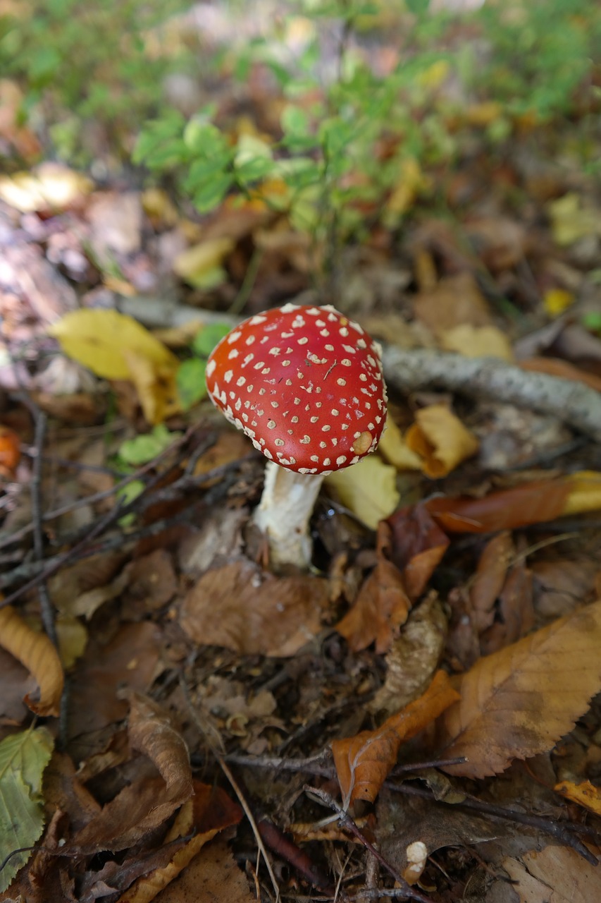 Skristi Agaro, Grybai, Toksiškas, Raudona, Pastebėtas, Amanita Muscaria, Grybelinės Rūšys, Amanita Parcivolvata Giminaitis, Šiek Tiek Toksiškas, Raudonasis Agaro Grybas