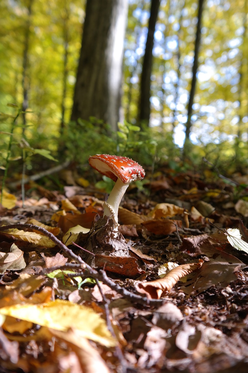 Skristi Agaro, Grybai, Toksiškas, Raudona, Pastebėtas, Amanita Muscaria, Grybelinės Rūšys, Amanita Parcivolvata Giminaitis, Šiek Tiek Toksiškas, Raudonasis Agaro Grybas