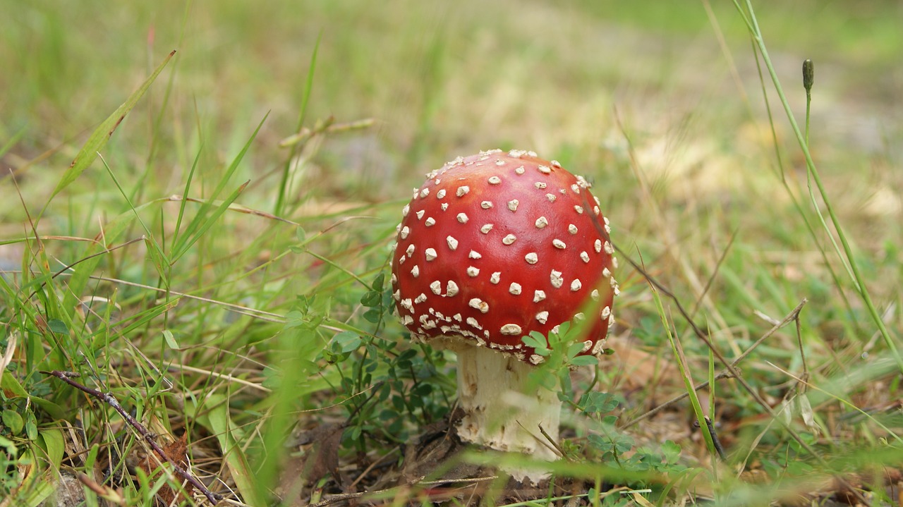 Skristi Agaro, Flyagaric, Gamta, Ruduo, Nemokamos Nuotraukos,  Nemokama Licenzija