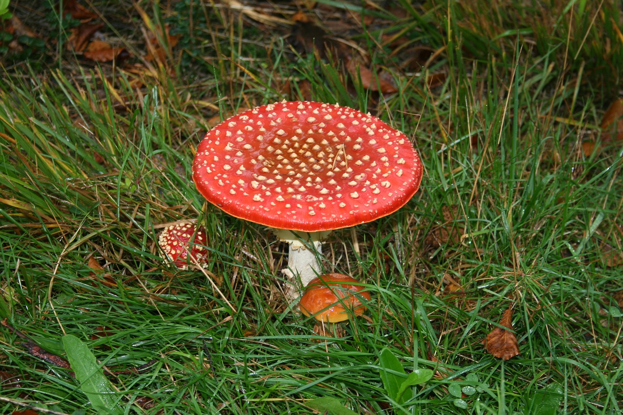 Skristi Agaro, Rudens Raudona, Raudonas Skonis Agarikas, Agaric, Gnome, Grybai, Ruduo, Miškas, Gamta, Grybai