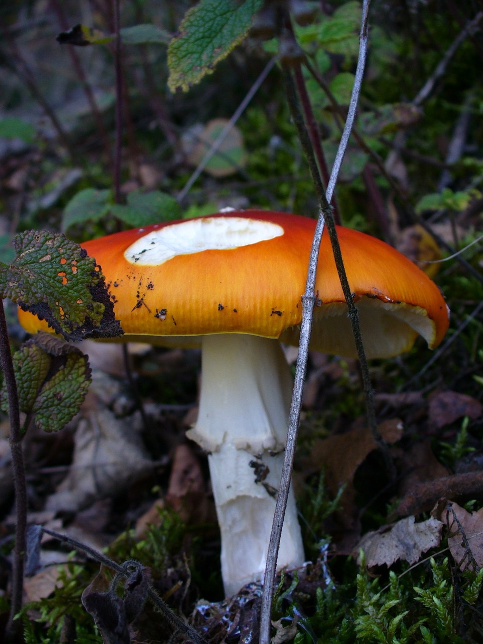 Skristi Agaro, Toksiškas, Gamta, Miškas, Raudona, Punktas, Amanita Muscaria, Raudonasis Agaro Grybas, Ruduo, Lapai