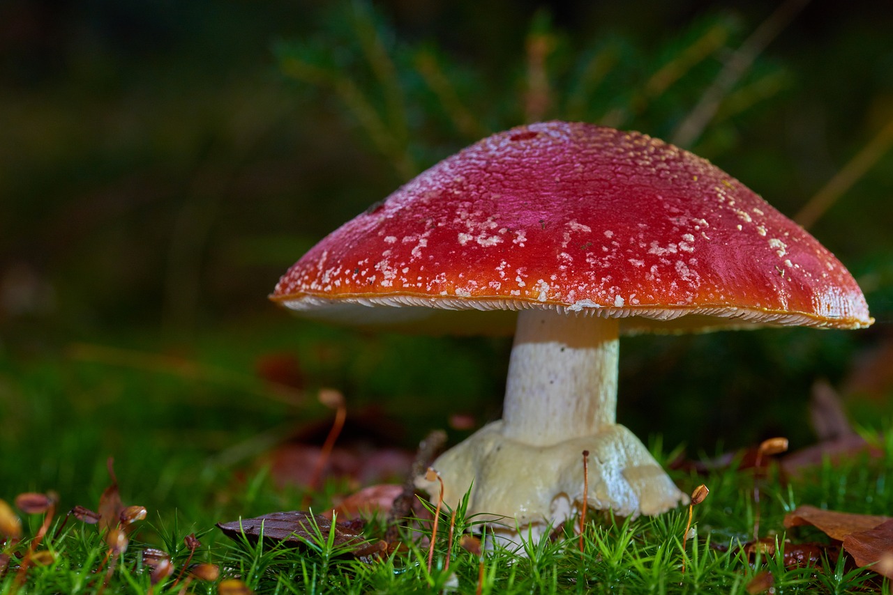 Skristi Agaric,  Pobūdį,  Ruduo,  Grybų,  Žolė, Nemokamos Nuotraukos,  Nemokama Licenzija