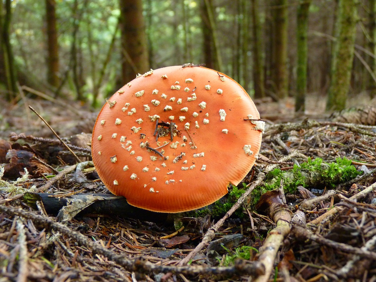 Skristi Agaro, Pilis, Raudona, Balta, Taškai, Miškas, Ruduo, Raudonasis Agaro Grybas, Amanita Muscaria, Nemokamos Nuotraukos